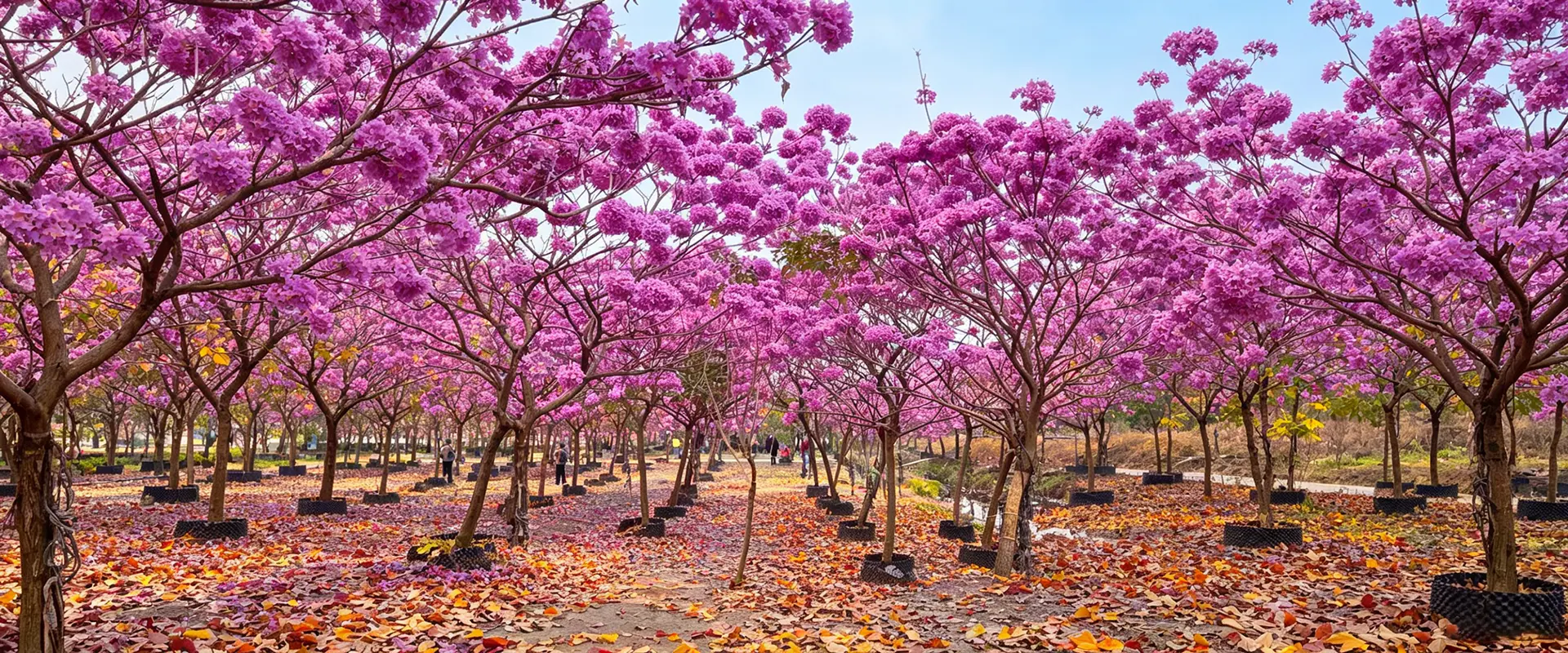 சீனா பெரிய பூக்கும் மரங்கள் சப்ளையர்