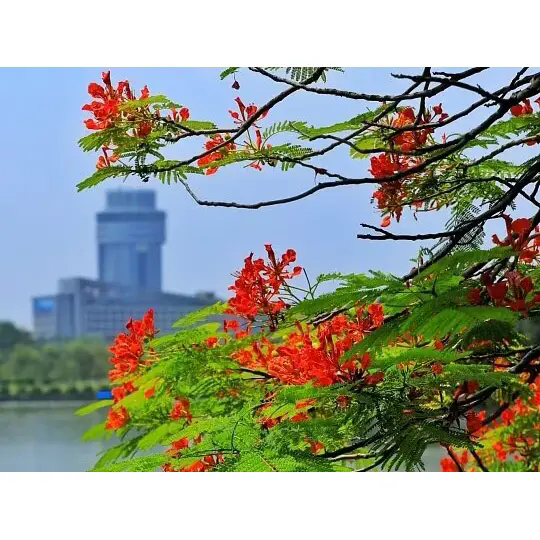 ராயல் பாய்ன்சியானா எப்படி பிரமிக்க வைக்கும் வெப்பமண்டல நிலப்பரப்புகளை உருவாக்குகிறது? ராயல் பாய்ன்சியானா எப்படி பிரமிக்க வைக்கும் வெப்பமண்டல நிலப்பரப்புகளை உருவாக்குகிறது?