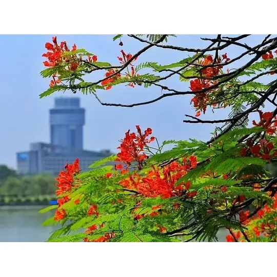 கன்டெய்னரில் வளர்க்கப்பட்ட ராயல் பாய்ன்சியானா லைனர்கள் ஏன் நிலப்பரப்பு வெற்றியை அதிகரிக்கின்றன?