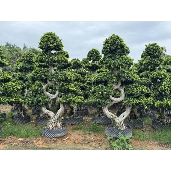 Ficus microcarpa Liners Ficus microcarpa Liners