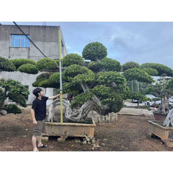 Ficus microcarpa Liners