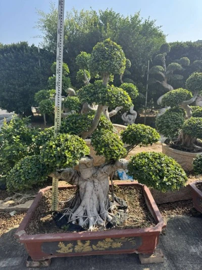 Specimen Ficus microcarpa Tree