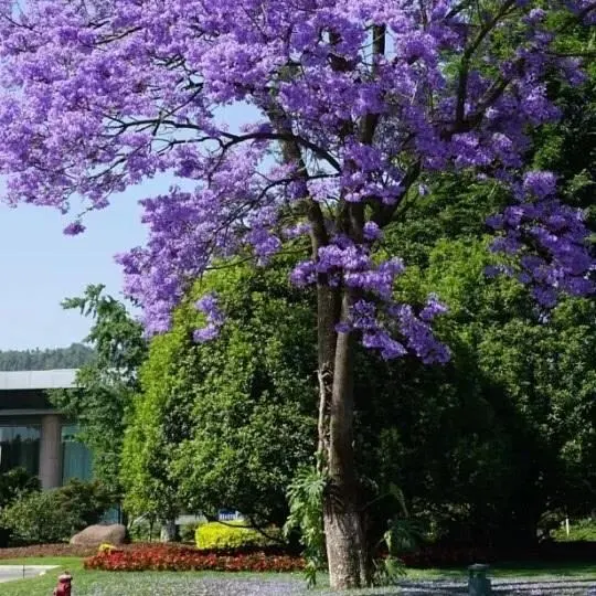 Jacaranda Tree Liners