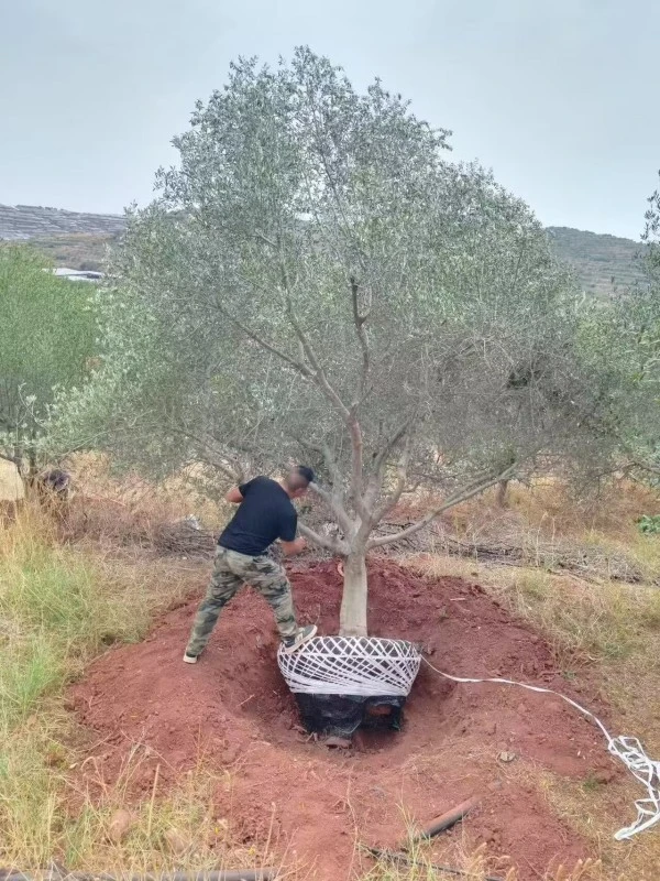 Potted Olive Tree