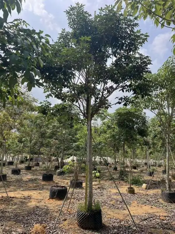 Specimen Purple Trumpet Tree