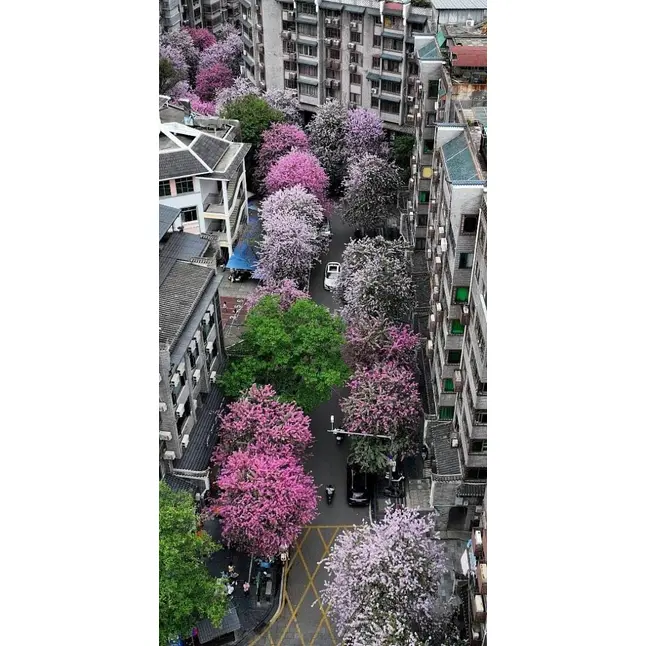 மாதிரி பிங்க் ஆர்க்கிட் மரம்